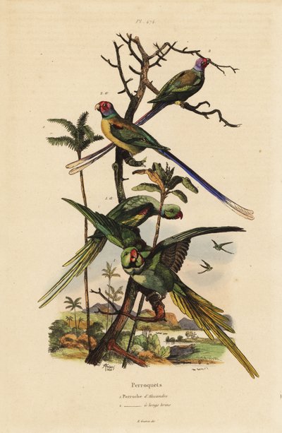 Alexandrijnse parkiet, Psittacula eupatria, en langstaartparkiet, Psittacula longicauda door Unbekannt
