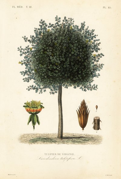 Amerikaanse tulpenboom of tulpenhout, Liriodendron tulipifera door Unbekannt