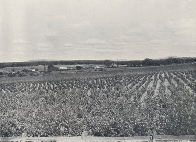 Een Australische wijngaard, 1923 door Unbekannt