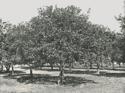 Een sinaasappelboomgaard nabij de stad, St. Augustine, VS, 1895 door Unbekannt