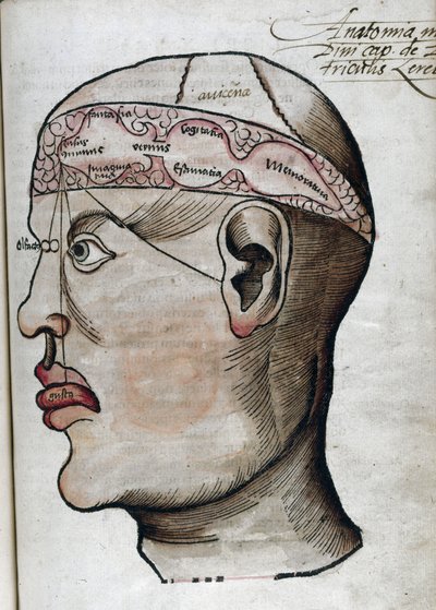 Anatomie 16e eeuw: doorsnede van de hersenen, voor de studie van de lokalisatie van verschillende hersenfuncties en de organen van het hoofd die ermee verbonden zijn door Unbekannt