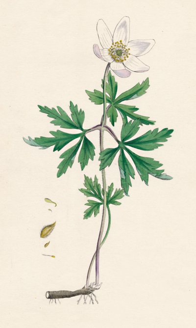Anemone nemorosa. Bosanemoon, 19e eeuw door Unbekannt