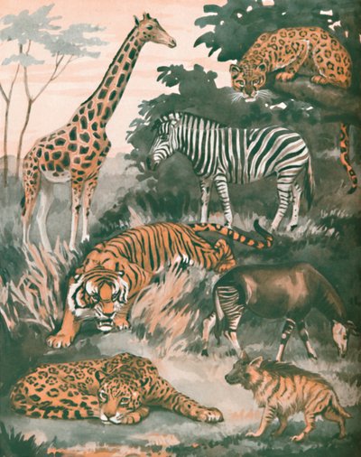 Dieren geholpen door vlekken en strepen, 1935 door Unbekannt