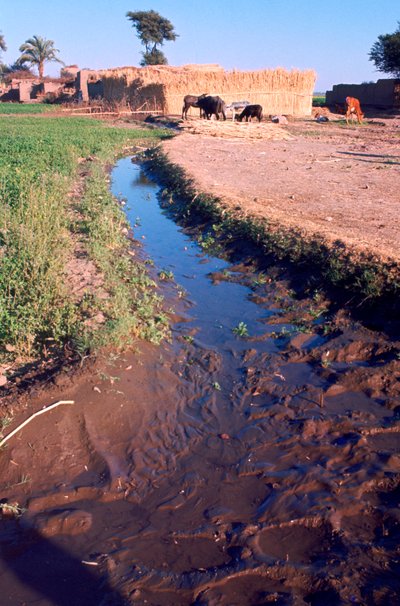 Dieren grazen naast een irrigatie- of afwateringskanaal, Egypte, 20e eeuw door Unbekannt
