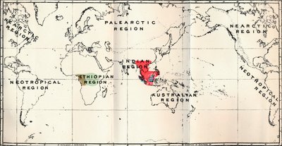 Anthropoidea - Hylobates Rood, Simia Blauw, Gorilla Bruin, Anthropopithecus Groen, 1897 door Unbekannt