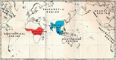 Anthropoidea - Kaartverdeling Genera Semnopithecus Blauw, Nasalis Bruin, Colobus Rood, 1897 door Unbekannt
