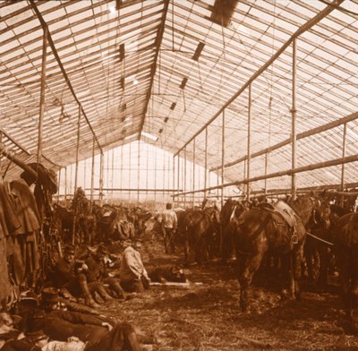Artilleriepaarden, ca. 1914-1918 door Unbekannt