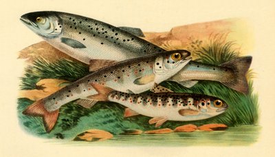 Atlantische zalm - Grilse, Smolt en Parr door Unbekannt