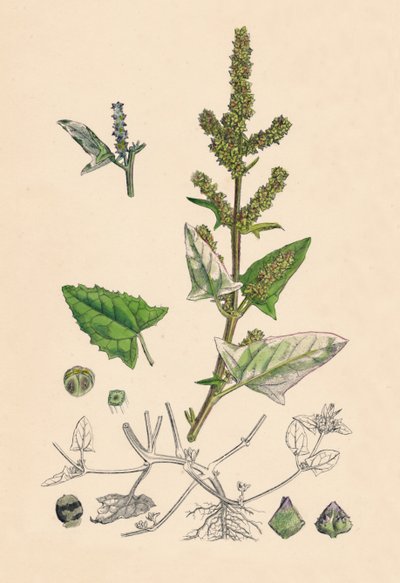 Atriplex deltoidea. Driehoekig bladige Orache, 19e eeuw door Unbekannt