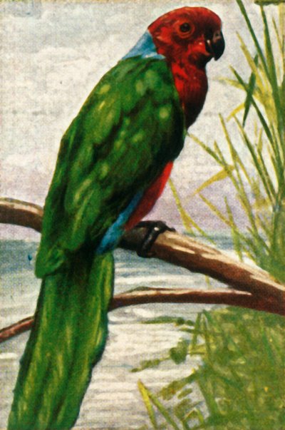 Australische parkiet, ca. 1928 door Unbekannt