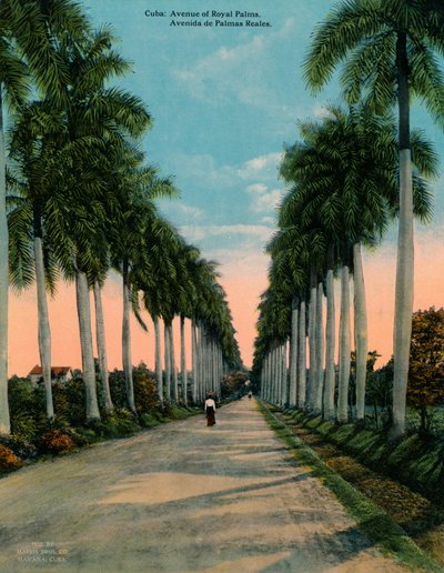 Laan van koninklijke palmen, Cuba, ca. 1920 door Unbekannt