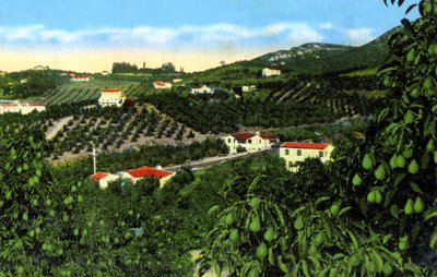 Avocadoboomgaarden, San Diego, Californië, VS, ca. 1900s door Unbekannt
