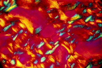 Bio-materialen, LM Bot door Unbekannt
