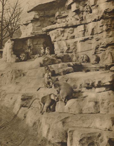 Bavianen in hun Natuurlijke Omgeving op de Apenheuvel, ca. 1935 door Unbekannt