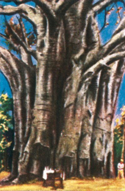 Baobabbomen, Usambara-gebergte, ca. 1928 door Unbekannt