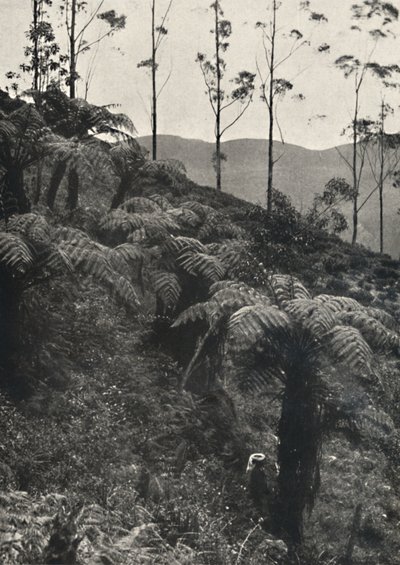 Boomvarens Alsophila crinita u. a., 1926 door Unbekannt
