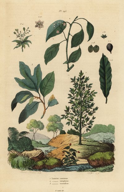 Laurier, Laurus nobilis, kamferboom, Cinnamomum camphora, en sassafras, Sassafras albidum door Unbekannt