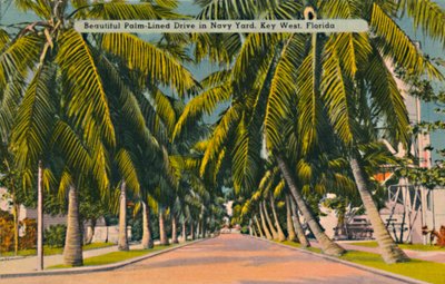 Mooie met palmen omzoomde oprijlaan in Navy Yard, Key West, Florida door Unbekannt