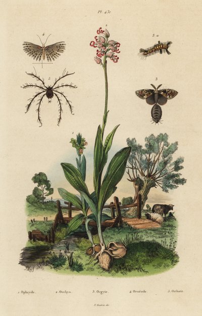 Bijenorchidee, Ophrys apifera, aaporchidee, Orchis simia, roestige stippelmot, Orgyia antiqua, twintigpluimmot, Alucita hexadactyla, en Oribata geniculata mijt door Unbekannt