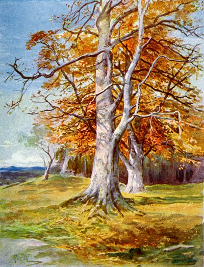 Beuk, herfst door Unbekannt
