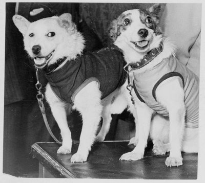 Belka en Strelka, Russische kosmonaut honden door Unbekannt