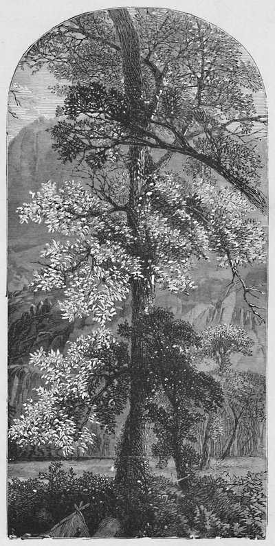 Grote Boom, 1883 door Unbekannt