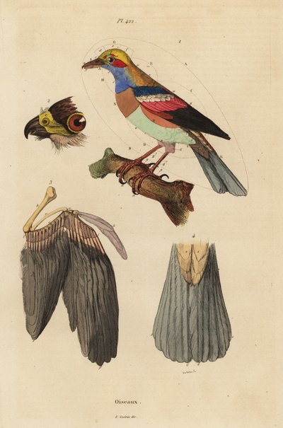 Vogelanatomie, snavel, vleugel, staart, veren door Unbekannt