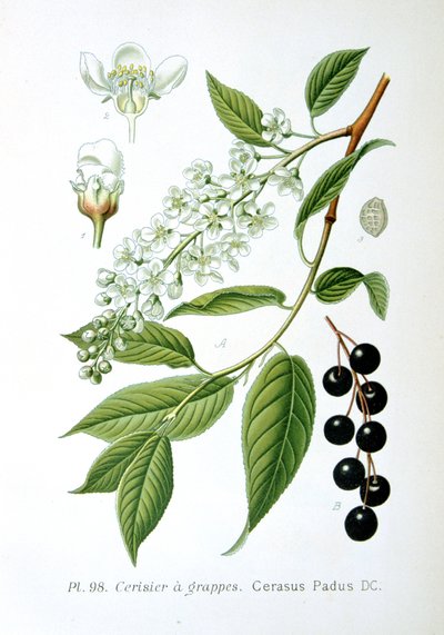 Vogelkers, 1893 door Unbekannt