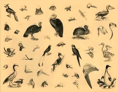 Vogels, ca. 1910 door Unbekannt