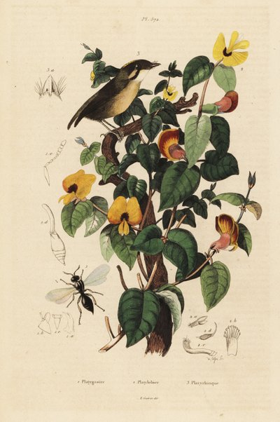 Zwartwangige muggeneter, Conopophaga melanops, knappe lathyrus, Platylobium formosum, en Inostemma boscii wesp door Unbekannt