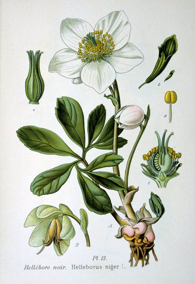 Zwarte nieskruid, 1893 door Unbekannt