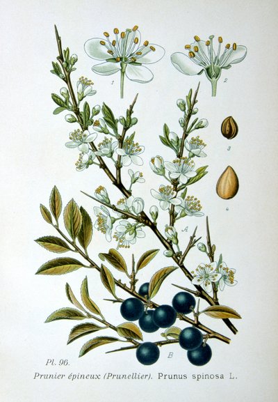 Sleedoorn, 1893 door Unbekannt