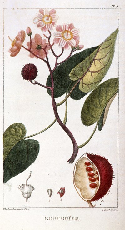 Botanische plaat/Bixa orellana/Rocuyer door Unbekannt