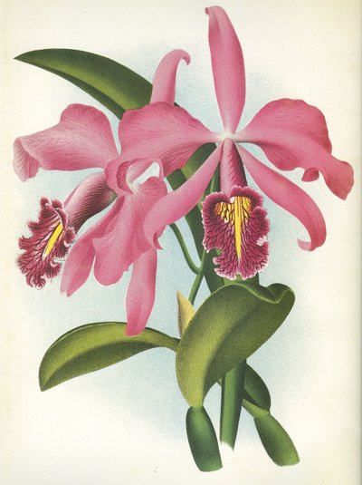 Botanische plaat/Cattleya maxima var. Malouana/Lindenia door Unbekannt