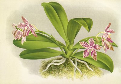 Botanische plaat/Phalaenopsis luddemanniana/Lindenia door Unbekannt