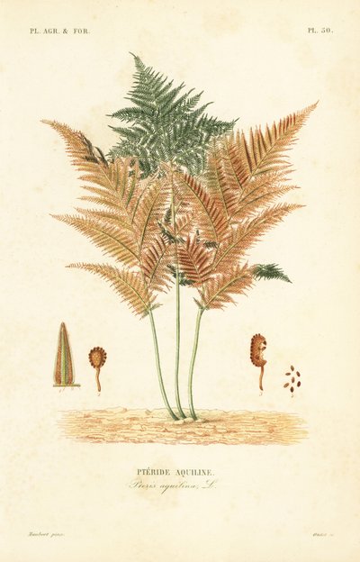 Adelaarsvaren of gewone rem, Pteridium aquilinum door Unbekannt