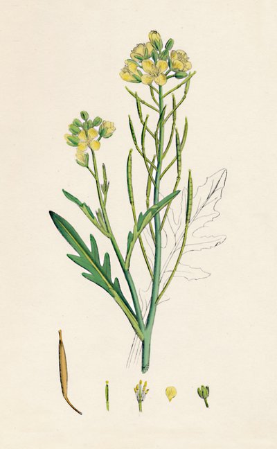 Brassica tenuifolia. Muur raket, 19e eeuw door Unbekannt