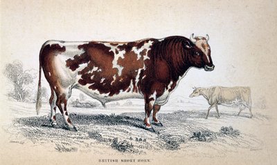 Britse Korthoorn, 1839 door Unbekannt
