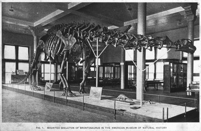Brontosaurus-skelet, American Museum of Natural History, New York, VS, vroege 20e eeuw door Unbekannt