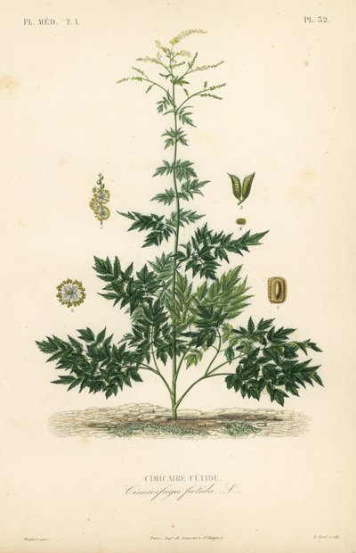 Zilverkaars of cohosh, Actaea cimicifuga, Cimicifuga foetida, Cimicaire fetide door Unbekannt