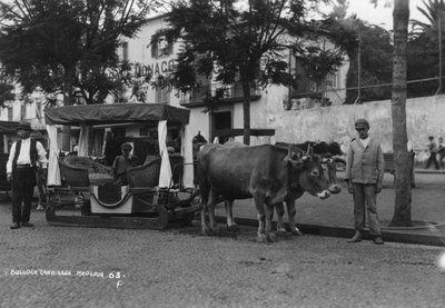 Ossenkar, Madeira, Portugal, c1920s-c1930s door Unbekannt