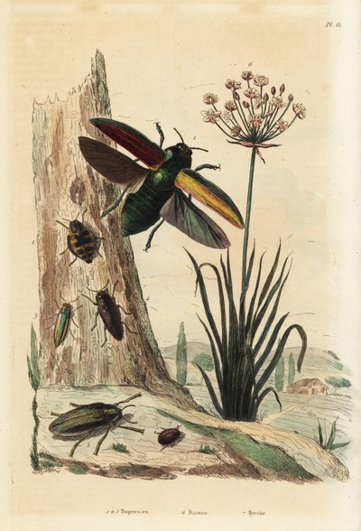 Buprestis kevers, bloeiende rus, Butomus umbellatus, en pillenkever, Byrrhus pilula door Unbekannt