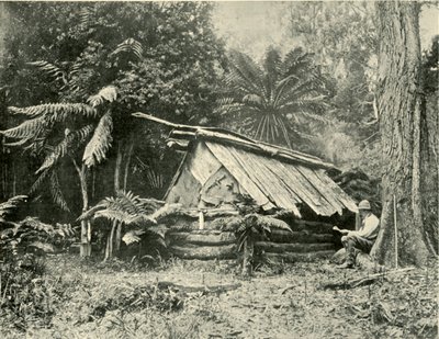 Bush Hut, Dandenong Ranges, Victoria, 1901 door Unbekannt
