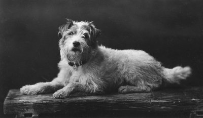 Caesar, favoriete hond van koning Edward, 20e eeuw door Unbekannt