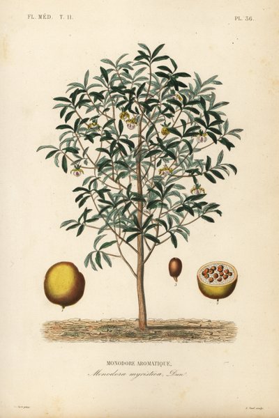 Kalebasnootmuskaat, Monodora myristica, Monodore aromatique door Unbekannt
