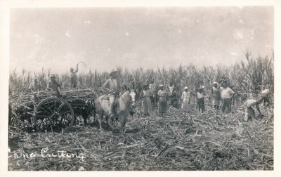 Rietsnijden, c1930 door Unbekannt