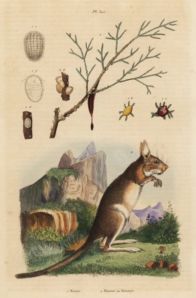 Kaapse haas, Lepus capensis, en manna-es, Fraxinus ornus door Unbekannt