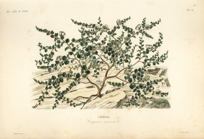 Kappertjesstruik of Flinders roos, Capparis spinosa door Unbekannt