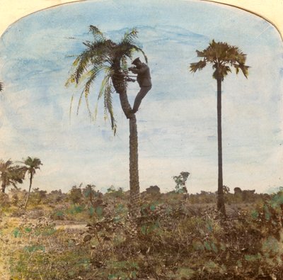 Kapitein Osman schietend vanuit een boom met behulp van riemen, India, 1900s door Unbekannt
