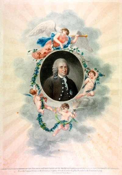 Carolus Linnaeus, Zweedse natuuronderzoeker en arts door Unbekannt